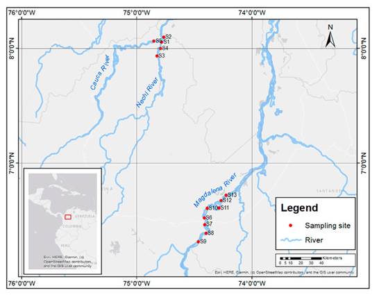 Sampling sites for audio recordings of Prochilodus magdalenae in the Nech&iacute; (S1-S4), Cauca (S5) and Magdalena (S6-S13) Rivers, in northern Colombia.