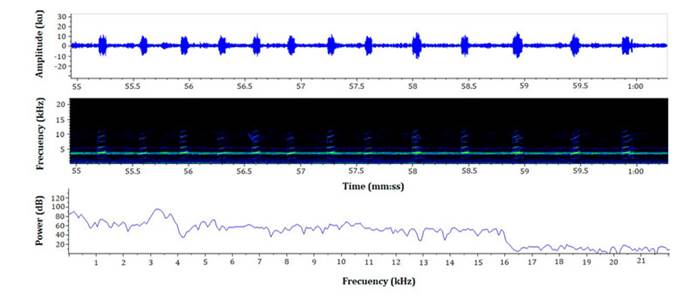 Oscillogram, spectrogram, and power spectrum of the advertisement call of Leucostethus fraterdanieli (male 02 in Table 1, SVL 22.7 mm), from Manizales, Caldas, Colombia. Visualization of five seconds of recording; temperature 27 &deg;C.