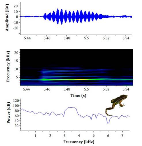 Oscillogram, spectrogram, and power spectrum of a pulsed note of an adult individual (male 06 in Table 1, SVL 21.5 mm) of the Leucostethus fraterdanieli complex from Manizales, Caldas, Colombia. Temperature, 21 &deg;C.