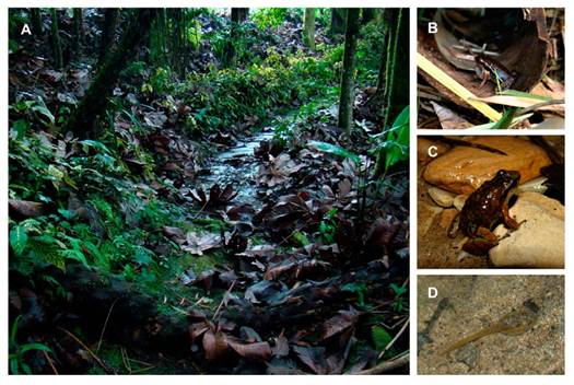 A, habitat of Leucostethus fraterdanieli complex at the Botanical Garden of the Universidad de Caldas, Manizales, Colombia, 2150 m a.s.l.; B, calling male concealed in a caulinar fallen leaf of bamboo (Guadua angustifolia) at this site; C, male carrying tadpoles on dorsum, before depositing them in a body of water, from the Chisperos creek, located near Manizales; D, tadpole at a margin of the Chisperos creek. Photographs by J. A. Rojas-Morales.