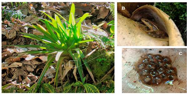 Oviposition site of individual of the Leucostethus fraterdanieli complex in the Botanical Garden of the Universidad de Caldas, Manizales, Colombia, 2150 m a.s.l. A, terrestrial bromeliad (Aechmea sp.) used as oviposition site; B, detail of the leaf where a male (SVL 23.7 mm) is attending a clutch in ventral brooding-behavior; C, egg-clutch with 17 embryos. Photographs by J. A. Rojas-Morales.