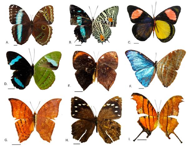 Algunas mariposas de vereda Peregrinos, Caquet&aacute;, Colombia. Escala 10 mm. A, Satyrinae: Morpho achilles; B, Nymphalinae: Baeotus beotus; C, Biblidinae: Batesia hypochlora; D, Biblidinae: Nessaea obrinus; E, Satyrinae: Bia actorion; F, Satyrinae: Morpho marcus; G, Cyrestinae: Marpesia tutelina; H, Satyrinae: Manataria hercyna; I, Cyrestinae: Marpesia petreus.