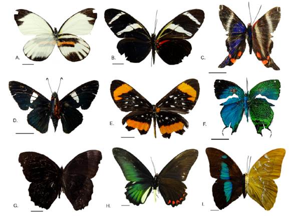 Algunas mariposas de vereda Peregrinos, Caquet&aacute;, Colombia: A, Pierinae: Perrhybris pamela; B, Heliconiinae: Heliconius antiochus; C, Riodininae: Rhetus periander; D, Pyrrhopyginae: Gunayan rubricollis; E, Riodininae: Stalachtis Euterpe latefasciata; F, Theclinae: Arcas imperialis; G, Satyrinae: Taygetis cleopatra; H, Papilioninae: Battus lycidas; I, Charaxinae: Mesoprepona pheridamas.