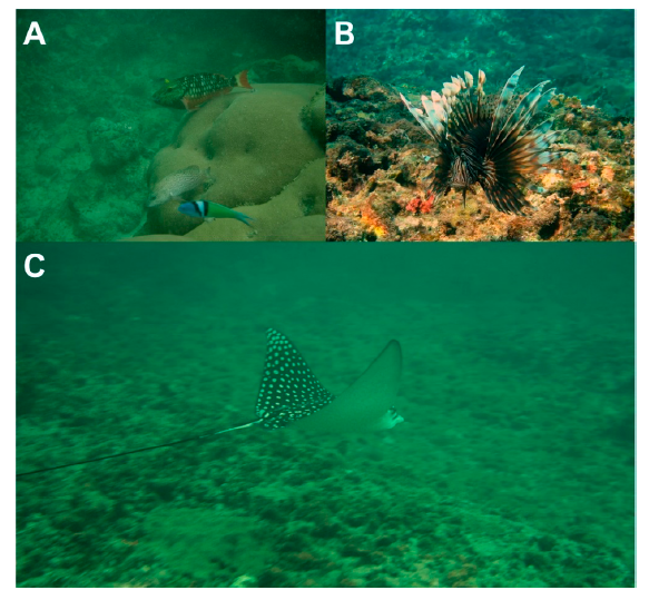 A small representation of the reef fish diversity recorded for the Choc&oacute;-Dari&eacute;n reef system, Colombia. A, Sparisoma viride, Thalassoma bifasciatum and Cephalopholis cruentata over a colony of Siderastrea siderea coral at El Aguacate; B, P. volitans at the Capurgan&aacute; bay, ca. 7 m depth; C, Aetobatus narinari at the Capurgan&aacute; bay.