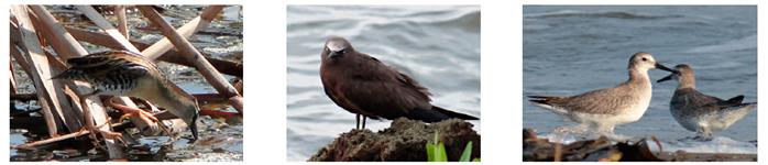 Algunas de las especies de aves acuáticas adicionadas entre 2009 y 2016 al bajo Sinú, Caribe colombiano. De izquierda a derecha: polluela de antifaz (Porzana flaviventer), tiñosa común (Anous stolidus) y correlimos colorado (Calidris canutus).