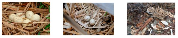 Evidencia reproductiva de algunas aves acuáticas en el bajo Sinú, Caribe colombiano. De izquierda a derecha: nido con huevos de chavarría (Chauna chavaria), nido con huevos de polla gris (Gallinula galeata) y polluelo de chorlito piquigrueso (Charadrius wilsonia cinnamominus).
