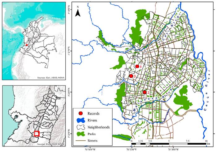Locations within the urban area of Cali, Colombia of the sighting points of (1) a female Shiny Cowbird (Molothrus bonariensis), (2) a female Ruddy Ground-Dove (Columbina talpacoti) and (3) a young nestling Ruddy Ground-Dove, with pigmentary abnormalities. D. Eusse-González.