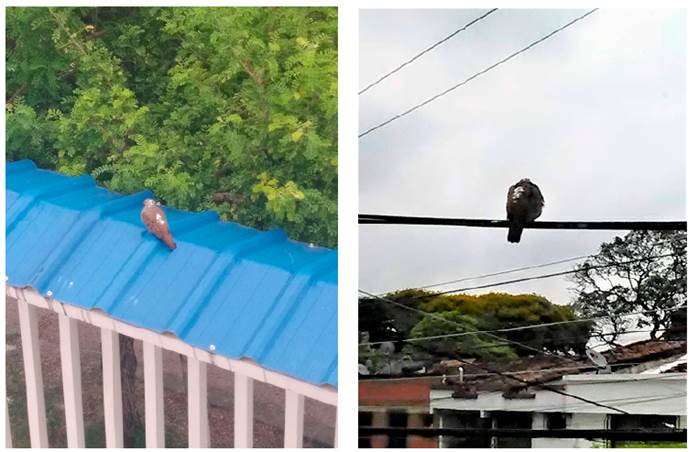 A female Ruddy Ground-Dove (Columbina talpacoti) with partial leucism, at Bosques del Limonar neighborhood in Cali, Colombia, May 25, 2020. G. Cárdenas.