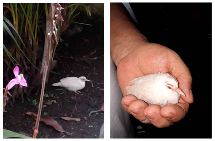A young nestling Ruddy Ground-Dove (Columbina talpacoti) with albinism found in El Lido neighborhood in Cali, Colombia, September 8, 2020. I. C. Avila.