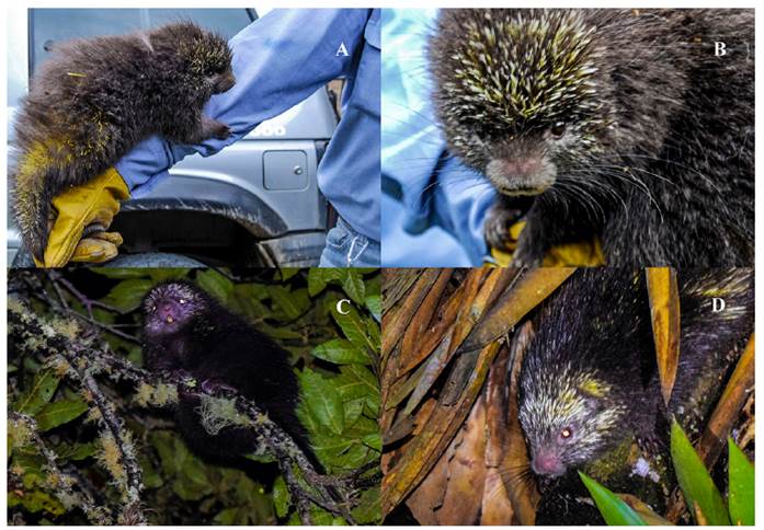 Registros recientes de Coendou vestitus en Boyac&aacute;, Colombia. A-B, individuo de Villa de Leyva (2015); C-D, individuo de Gachantiv&aacute; (2018). N&oacute;tese el tama&ntilde;o corporal peque&ntilde;o, la cola corta, el pelaje dorsal largo de color negruzco que oculta las espinas de manera parcial, y las cerdas bicolores. Fotograf&iacute;as: Francisco Pe&ntilde;a.