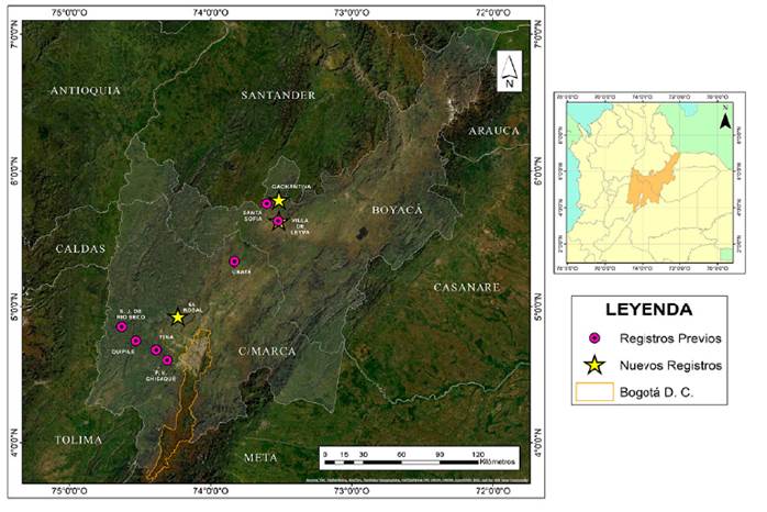 Distribuci&oacute;n conocida (puntos p&uacute;rpuras) y nuevos registros (estrellas amarillas) de Coendou vestitus en los departamentos de Boyac&aacute; y Cundinamarca en la Cordillera Oriental de Los Andes, Colombia.
