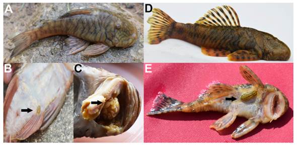 Nuevos hospederos y sitios de alojamiento de Telotha henselii sobre loricáridos. A, Chaetostoma breve; B, Telotha henselii en fase masculina, adherida a la base de la aleta ventral izquierda de Chaetostoma breve; C, Telotha henselii en fase femenina, alojada en la cavidabranquial de Chaetostoma breve; D, Chaetostoma carrioni; E, Telota henselli en fase masculina adherida a la piel de la región abdominal de Chaetostoma carrioni.
