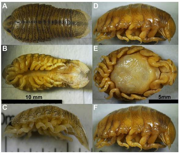 Telotha henselii en fase masculina en vista dorsal (A), ventral (B) y lateral (C). Telotha henselii en fase femenina en vista dorsal (D), ventral (E) y lateral (F).