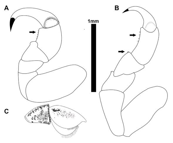 Caracteres morfológicos de diagnóstico para Telotha henselii en fase masculina. A, pereiópodo I; B, pereiópodo VII; C, urópodo.