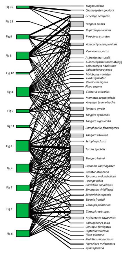 Individual-based network of Ficus andicola subsp. andicola and its avian frugivores, in the Otún-Quimbaya Flora and Fauna Sanctuary, Risaralda, Colombia. The 13 sampled individuals of Ficus are on the left side, and the 45 bird species on the right side. The width of links and nodes corresponds to the intensity of the interaction.