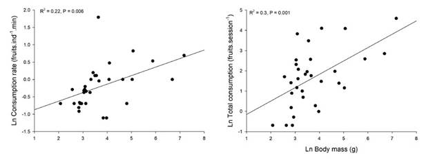 Fruit consumption of Ficus andicola subsp. andicola fruits in the Otún-Quimbaya Flora and Fauna Sanctuary, Risaralda, Colombia, as a function of bird body mass, in 4-hour observation sessions. Graphs show individual consumption rates and total consumption for each bird population (N = 32 bird species).