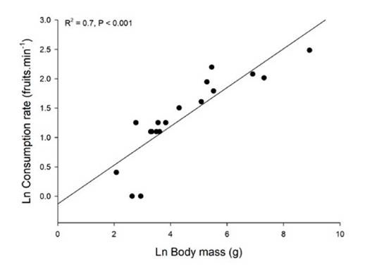 Relation of body mass and fruit consumption of Ficus aff. cotinifolia by 14 bird and 4 mammal species (the 4 largest body sizes) in Los Tuxtlas, México. Data plotted from Coates-Estrada & Estrada (1986).