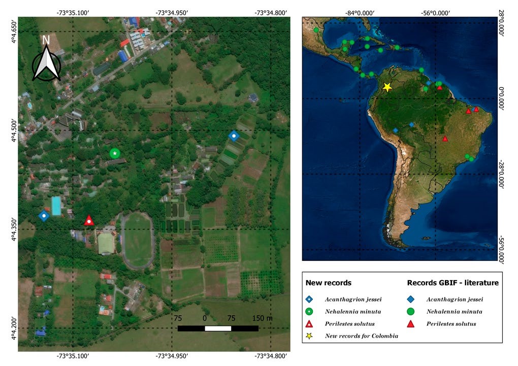 Geographic distribution of Acanthagrion jessei Perilestes solutus and Nehalennia minuta obtained from literature GBIF records and the new record for Colombia