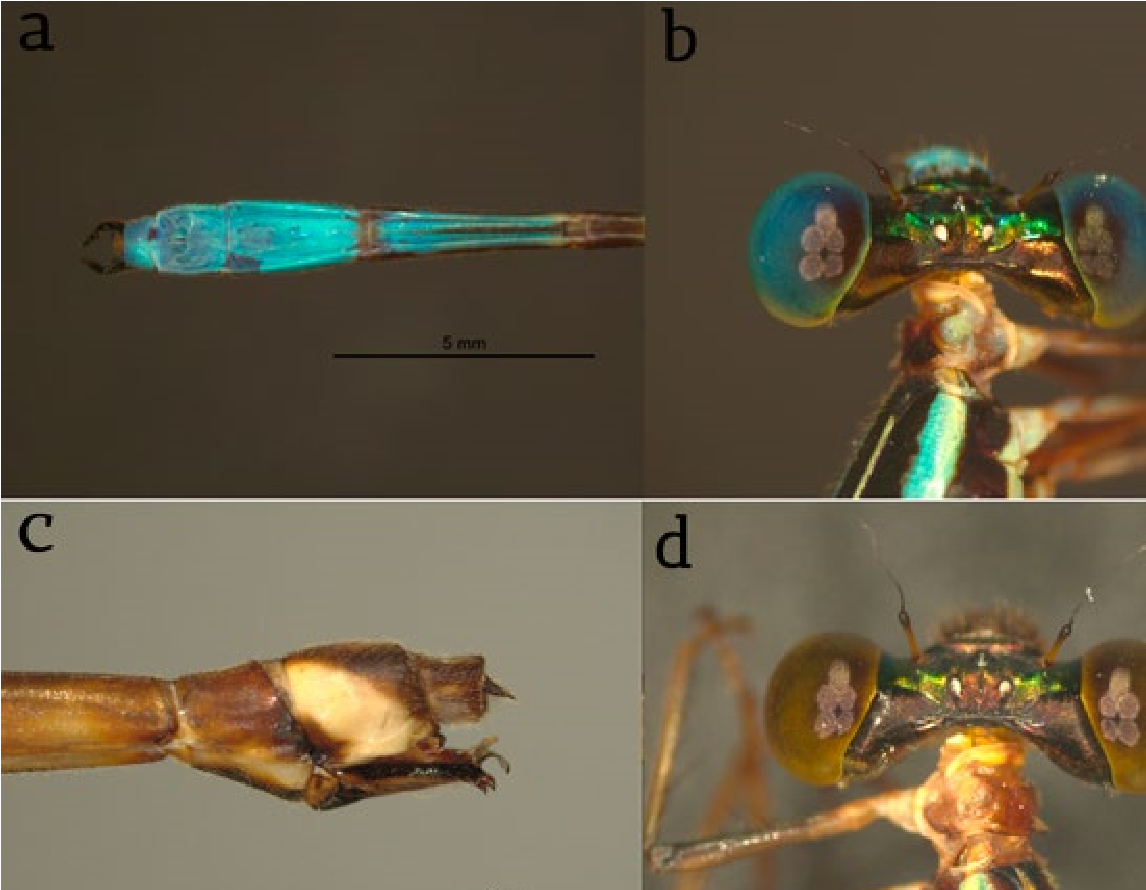 Morphological details of Perilestes solutus captured at Universidad de los Llanos, Meta, Colombia. A, males with sternum 7-10 bright blue; B, male head in dorsal view; C, abdominal segments 7-10 of female in lateral view; D, female head in dorsal view.