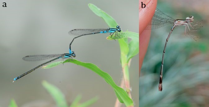 Adult Odonata collected at the Universidad de los Llanos Meta Colombia A Acanthagrion jessei couple B Nehalennia minuta female