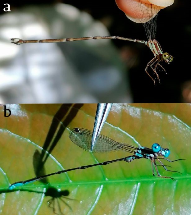Adults of Perilestes solutus collected at the Universidad de los Llanos Colombia A female B male