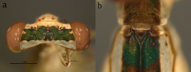Morphological details of Nehalennia minuta female captured at Universidad de los Llanos, Meta, Colombia. A, frons sharply angulate; B, mesepisterna with a pair of tubercles