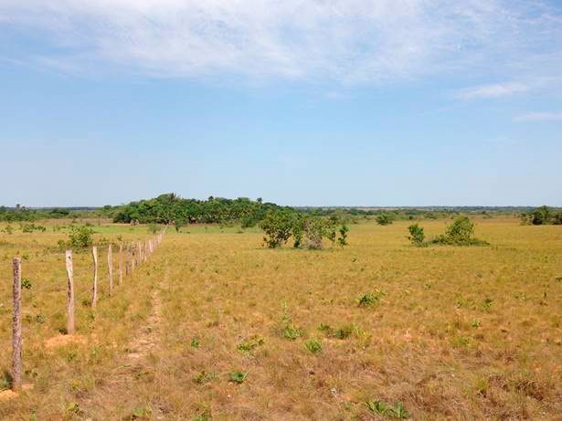 View of the grassy savanna with sparce patches of small trees and a gallery forest in the background left side of picture Tomogrande field station Vichada Colombia Photo Sergio EstradaVillegas
