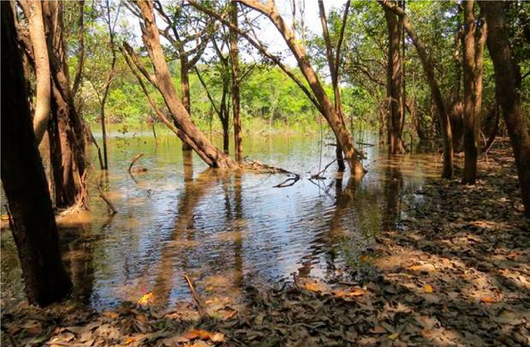 Flooded forest (igap�) next to an oxbow lake. Tomogrande field station, Vichada, Colombia. Photo: Alejandro Lozano