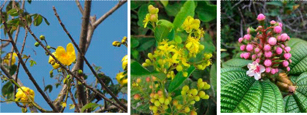 Some plants of the Tomogrande field station, Vichada, Colombia. A, Cochlospermum vitifolium (Bixaceae); B, Davilla nitida (Dilleniaceae); C, Miconia tococoronata (Melastomataceae).  Photos Sergio Estrada-Villegas