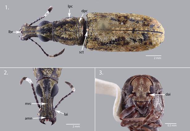 Habitus of Anthribidae subfamilies recorded in Colombia