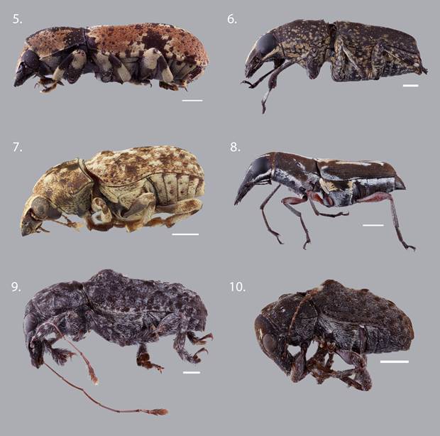 Representative Anthribidae species recorded in Colombia