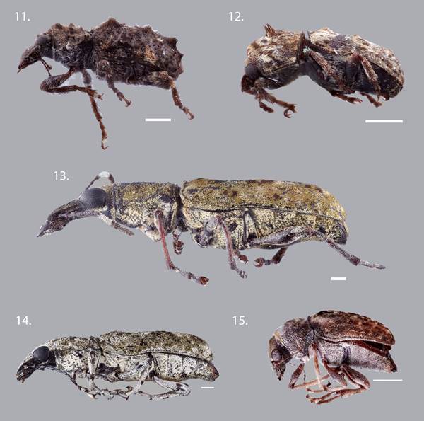 Representative Anthribidae species recorded in Colombia