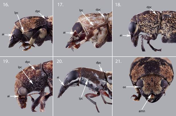 Representative morphological characters in Anthribidae genera recorded for Colombia