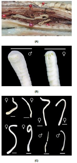 Vistas de Porocephalus sp.