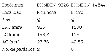 Medidas de especímenes (N = 2) de Bothrops asper infectados por Porocephalus en Ecuador.