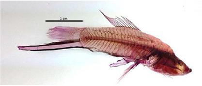 Pez cola de espada transparentado con el tratamiento de NaOH 2%.