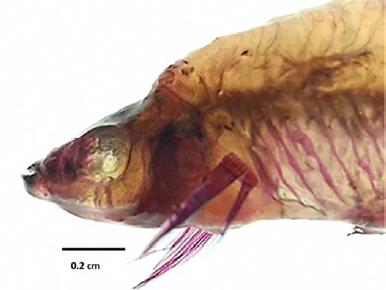 Regi&oacute;n cef&aacute;lica del pez cola de espada con el tratamiento de NaOH 2%.