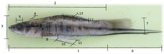 Pez cola de espada completo en el cual se indican las medidas morfom&eacute;tricas.