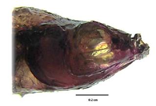 Regi&oacute;n cef&aacute;lica del pez cola de espada con el tratamiento de KOH.