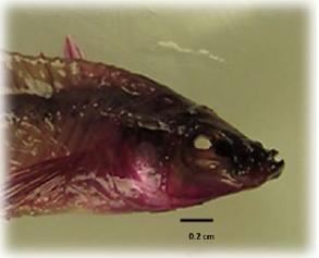 Regi&oacute;n cef&aacute;lica del pez cola de espada con el tratamiento de NH4OH.