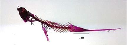 Pez cola de espada transparentado y fragmentado con el tratamiento de NaOH 4%.