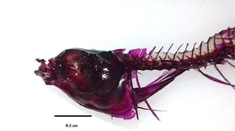 Regi&oacute;n cef&aacute;lica del pez cola de espada con el tratamiento de NaOH 4%.