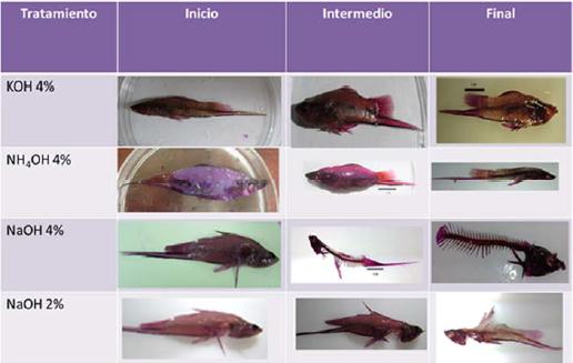 Comparaci&oacute;n de los tratamientos durante la diafanizaci&oacute;n.