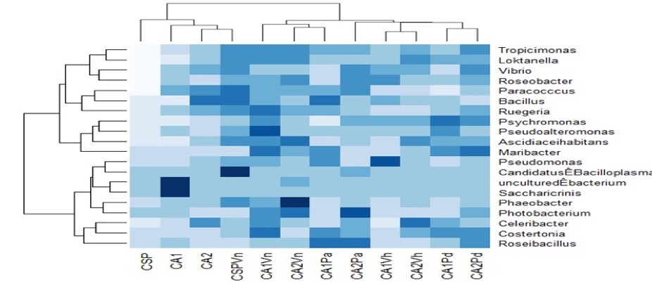 Figura
4. Heafman de la diversidad bacteriana de los diferentes tratamientos.