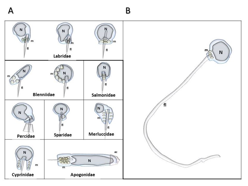 Representación esquemática de la ultraestructura de algunos espermatozoides de teleósteos. Los esquemas del inciso A se basaron de Ulloa-Rodríguez et al. (2017); el inciso B se basó en las imágenes presentadas en Ohta et al. (1993). Donde N=núcleo (ubicado en la cabeza del espermatozoide); m=mitocondria (ubicadas en la pieza media) y fl= flagelo.