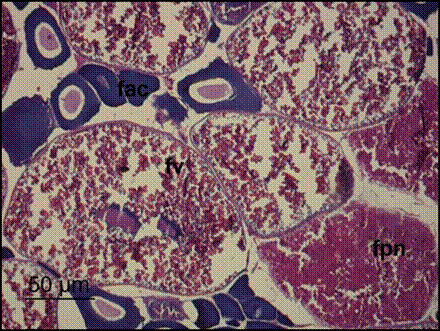 Fotomicrograf&iacute;a H-E, de ovario estado III de P. magdalenae ovocitos en fase perinucleolar (fpn), ovocitos en fase alv&eacute;olo cortical (fac), ovocitos en fase vitelog&eacute;nica (fv). Objetivo 10X. Barra: 50 μm.