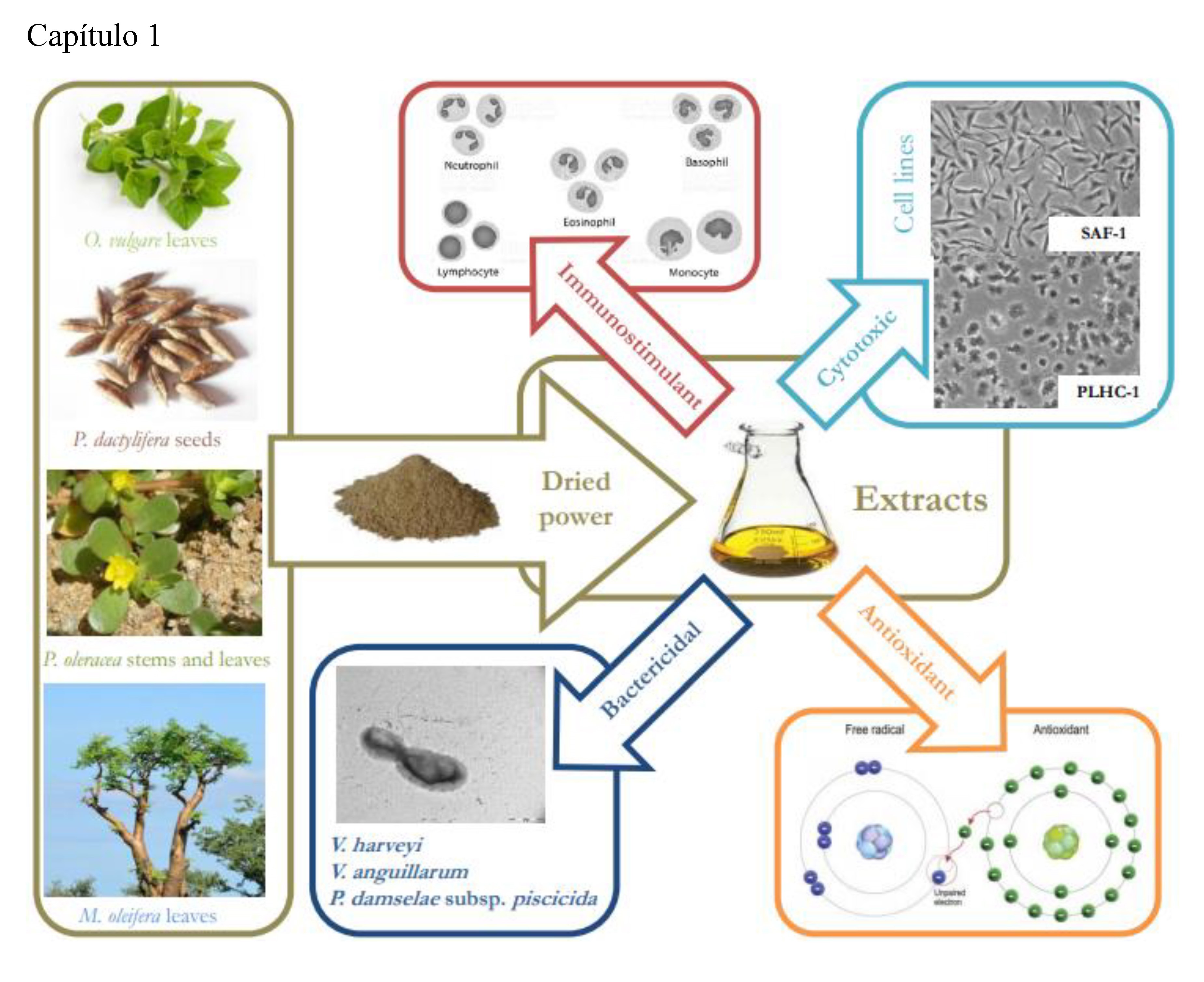 Resumen Cap�tulo 1