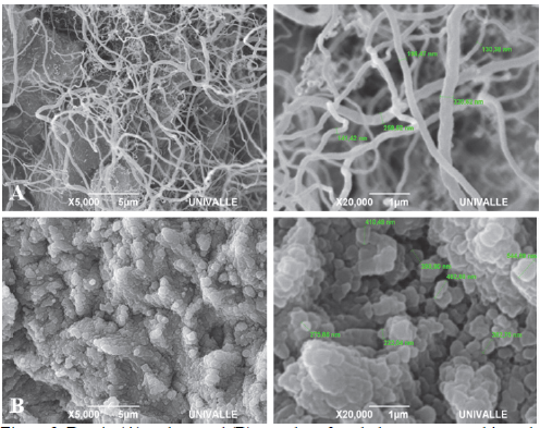 Dentin (A) and enamel (B) samples of teeth that were not subjected to high
temperatures.