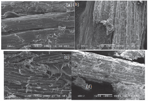 Microfotograf&iacute;as que muestran las morfolog&iacute;as de las fibras de hojas de agaves secadas, previo a la molienda. a) A. angustifolia, b) A. salmiana, c) A. tequilana y d) A. lechuguilla