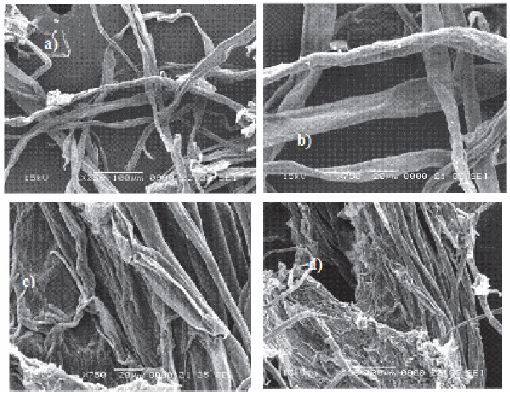 Microfotograf&iacute;as que muestran las morfolog&iacute;as de las fibras obtenidas por proceso de molienda y tamizaje para las cuatro variedades de hojas de agaves en estudio a) A. angustifolia, b) A. salmiana, c) A. tequilana y d) A. lechuguilla